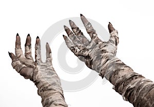 Halloween theme: terrible old mummy hands on a white background