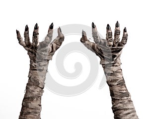 Halloween theme: terrible old mummy hands on a white background