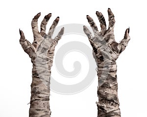 Halloween theme: terrible old mummy hands on a white background