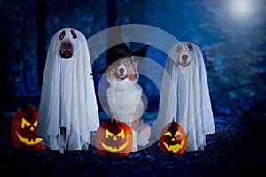Halloween, three dogs sit disguised as ghost and witch in front