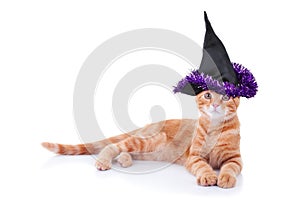 Halloween Witch Cat