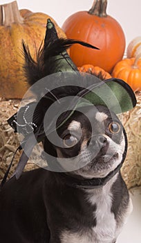 Halloween Witch Dog