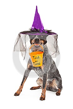 Halloween Witch Dog