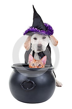Halloween Witch dog and cat