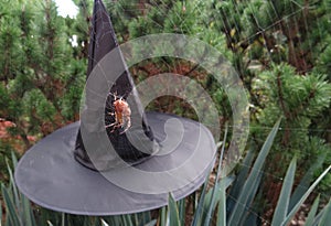 Halloween witch hat with scary spider