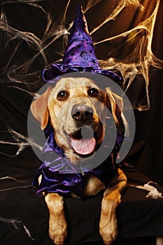 Halloween Wizard Dog