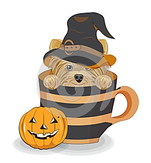 Halloween Yorkshire terrier dog in cup