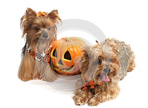 Halloween Yorkshire Terriers