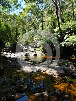 Halls Falls, Pyengana, Tasmania photo