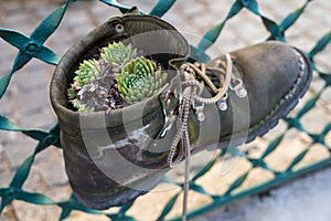 HALLSTATT, SALZKAMMERGUT/AUSTRIA - SEPTEMBER 14 : Succulent Pla