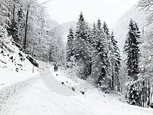 Hallstatt trekking Winter snowing in the mountain landscape the pine forest vertical in upland valley leads to the old salt