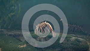 Hallucigenia, group of prehistoric aquatic animals from the Cambrian Period 3d paleoart illustration photo