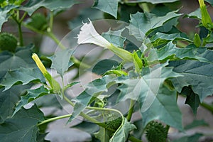 Hallucinogen plant Devil`s Trumpet Datura Stramonium, also called Jimsonweed