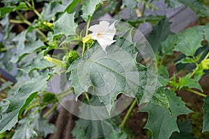 Hallucinogen plant Devil`s Trumpet Datura Stramonium, also called Jimsonweed