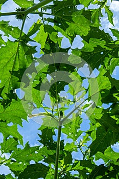 Hallucinogen plant Devil\'s Trumpet (Datura stramonium). Green leaves of Jimsonweed ( Jimson weed )