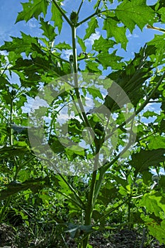 Hallucinogen plant Devil\'s Trumpet (Datura stramonium). Green leaves of Jimsonweed ( Jimson weed )