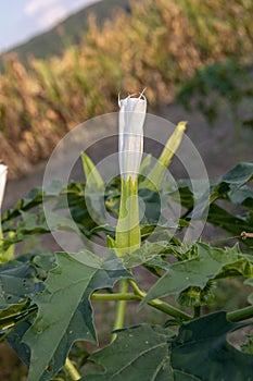 Hallucinogen plant Devil\'s Trumpet (Datura stramonium). White flower of Jimsonweed ( Jimson weed )