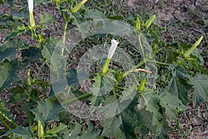 Hallucinogen plant Devil\'s Trumpet (Datura stramonium). White flower of Jimsonweed ( Jimson weed )