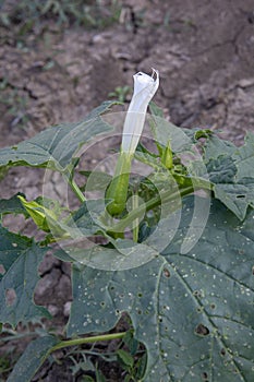 Hallucinogen plant Devil\'s Trumpet (Datura stramonium). White flower of Jimsonweed ( Jimson weed )