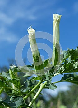 Hallucinogen plant Devil\'s Trumpet (Datura stramonium). White flower of Jimsonweed ( Jimson weed )