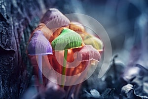 Hallucinogenic colorful mushrooms grow in the forest, toned photo
