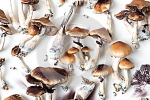 Hallucinogenic mushrooms psilocybe cubensis photo