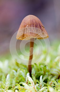 Hallucinogenic mushroom Psilocybe semilanceata