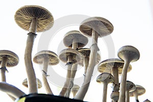 Hallucinogenic Psychedelic drug. Fresh Psilocybin shroom. Fresh Psilocybin shroom. Fungi hallucinogen