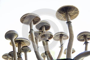 Hallucinogenic Psychedelic drug. Fresh Psilocybin shroom. Fungi hallucinogen. Psilocybin cubensis mushroom
