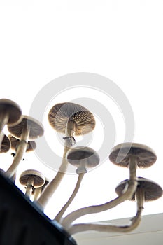 Hallucinogenic Psychedelic drug. Magic shroom. Medical research of psilocybin . Fungi hallucinogen