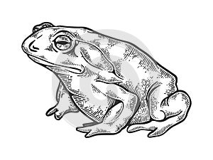 Hallucinogenic toad engraving vector illustration photo
