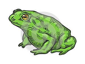 Hallucinogenic toad sketch engraving vector photo