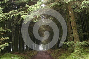 Hallway of Trees photo