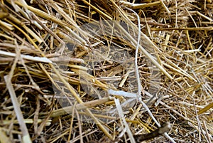 Halm stack. dry stems and leaves of small cereals