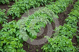 Halm of young potato