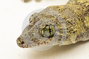 The Halmahera Giant Gecko (Gehyra marginata) Ternate dtella on white background