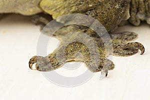 The Halmahera Giant Gecko (Gehyra marginata) Ternate dtella on white background