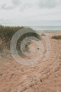 Halmstad West beach, grass at sandy shoreline of Kattegat Sea on overcast summer day. Beautiful scenic landscape from Sweden