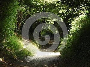 Halnaker tree tunnel path during the summer