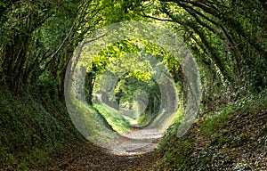 Halnaker tree tunnel in West Sussex UK with sunlight shining in through the branches. Chichester UK.