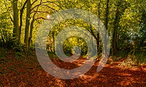 Halnaker Tunnel of Trees in Chichester