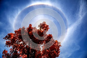 Halo around red leaf tree at noon with blue sky