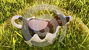 Halo on the Black and white cow-shaped milk jug, on the field, with backlight in the morning.