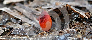 Halocynthia papillosa, red sea squirt