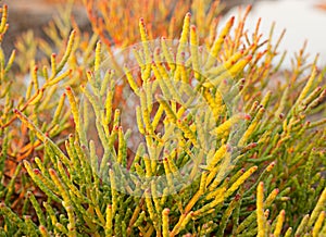 Halophyte- plant that grows in waters photo