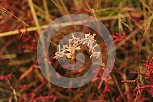 Halophyte plant that grows in waters of high salinity, coming into contact with saline water through its roots