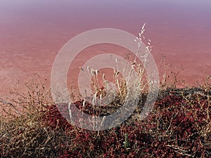 The halophyte plant life at the edge of the red coloured Salt pools of Tavira on the Portugals Algarve Coast.