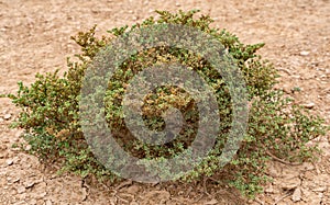 Halophyte plant Zygophyllum qatarense or Tetraena qatarense in desert of a qatar, Selective focus photo