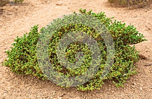 Halophyte plant Zygophyllum qatarense or Tetraena qatarense in desert of a qatar, Selective focus photo