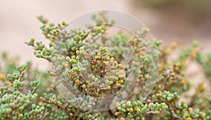 Halophyte plant Zygophyllum qatarense or Tetraena qatarense in desert of a qatar, Selective focus photo